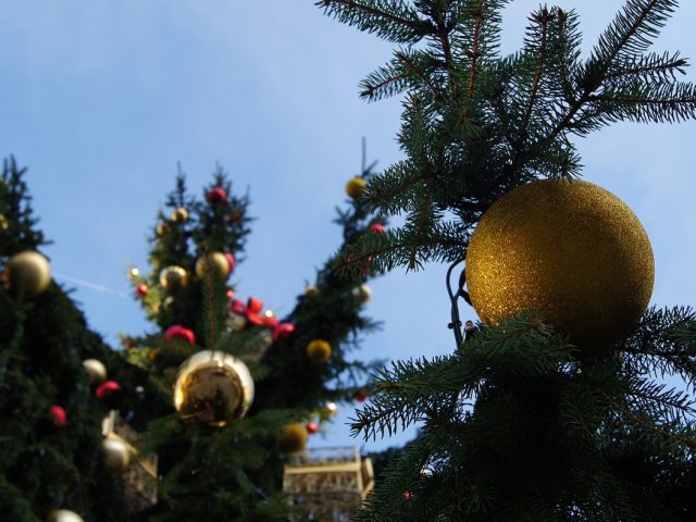 Brno’s Christmas Tree to Be Transported from Bílovice to Náměstí Svobody by Horse-Drawn Carriage Brno’s Christmas Tree to Be Transported from Bílovice to Náměstí Svobody by Horse-Drawn Carriage