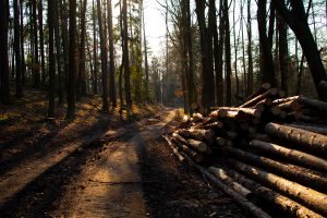 Bark Beetle Calamity On The Decline In Usti Region