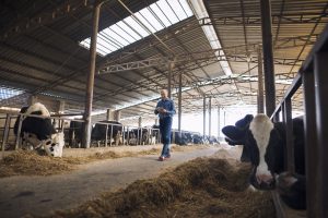 Automation Helps To Increase Animal Welfare On Czech Farms