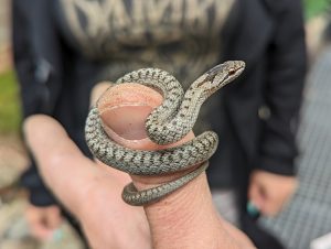 Brno Zoo Introduces Two New Species of Snakes and Vipers