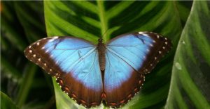 Tropical Butterflies: MENDELU Botanical Garden’s Indian Summer Festival To Exhibit 1,300 Chrysalises