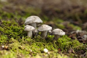 South Moravian Police Remind Citizens to Avoid Getting Lost While Picking Mushrooms
